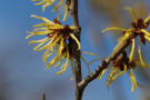 Die Zaubernuss Hamamelis x intermedia 'Westerstede' entfaltet bei milden Temperaturen ihre duftenden Blüten.