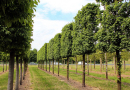 Hochhecke aus Feld-Ahorn als Sichtschutz