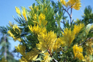 Die gelben Blüten der Calocedrus decurrens.
