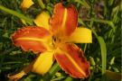 Hemerocallis wie die Hybride 'Frans Hals' macht sich prächtig im Salat.