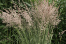 Calamagrostis x acutiflora 'Overdam'.