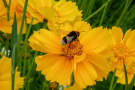 Das Mädchenauge Coreopsis grandiflora mit seinen leuchtend orangefarbenen Blüten in der Mischung Veitshöchheimer Leuchtfeuer  bietet reichlich Insektennahrung.