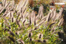 Staudenmischung Veitshöchheimer Lila-Laune-Saum <i>Pennisetum</i>