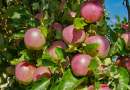 Äpfel der Sorte 'Florina', sorten-typisch violett beduftet. War im Versuch die beste der neuen Sorten und eignet sich sehr gut für den Streuobstbau.