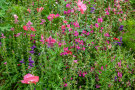 Veitshöchheimer Ganz in Rosa - Die Mischung aus Wild- und Kulturarten blüht in rosa-lila Farbtönen und besitzt eine eher wiesenartige Erscheinung. Im ersten Jahr zeichnet sie sich durch die üppige Blüte der einjährigen Arten aus. Sie erreicht eine Höhe zwischen 60 cm und einem Meter. 