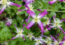 [i]Clematis triternata[/i] 'Rubromarginata‘ am Stamm des Kirschbaumes. Sie zeichnet sich nicht nur durch Blütenreichtum, sondern auch durch ihren dezenten Duft aus.