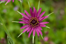 Purpurfarbene Blüte der Gemüse-Haferwurz Tragopogon porrifolius in der Saagutmischung Veitshöchheimer Ganz in Rosa.