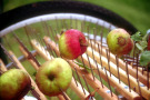 Die Äpfel werden beim Obstigel® HWO – 01 auf Edelstahlstifte aufgespießt – eine schnelle Verarbeitung ist unerlässlich.