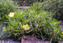 [i]Oenothera macrocarpa[/i] erweist sich selbst in reinem Schotter als dankbarer Langblüher.