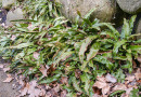 Bild 18: Nach dem Winter werden auch bei Immergrünen (im Bild: [i]Asplenium scolopendriumun[/i] unschöne Wedel entfernt.