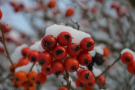 Die roten Früchte von Crataegus x lavallei 'Carrierei' haften sehr lange am Strauch. 