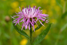 Centaurea jacea, die Wiesen-Flockenblume, in der Mischung Veitshöchheimer Ganz in Rosa.