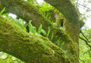 Bei hoher Luftfeuchte kann der Tüpfelfarn ([i]Polypodium[/i]) sogar in Moospolstern auf Baumstämmen wachsen.