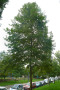 Die Morgenländische Platane ist wie die anderen Arten der Gattung ein großkroniger, sommergrüner Baum. Entsprechend ihrer Herkunft ist die Art wärmeliebend und hitzeverträglich. Als Auwaldart bevorzugt sie zwar frische Böden, im eingewachsenen Zustand verträgt sie auch trockene Standorte.
