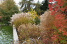 Miscanthus