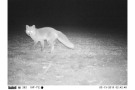 Energie aus Wildpflanzen -  Fotofalle Fuchs