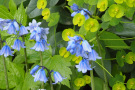 Veitshöchheimer Staudenmischungen Schattenkabinett Hyacinthoides