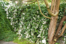 Weiße Blüten von Clematis x jouiniana ‘Praecox‘ als Überhang einer Mauer.