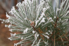 Pinus sylvestris - mit Raureif überzogene Kiefernnadeln haben ihren speziellen Reiz.