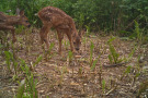 Rehkitze im Wildpflanzenschlag; Foto: H. Böhme