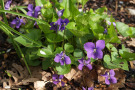 Die duftenden Blüten von Viola odorata passen zu allerlei süßen Sachen...