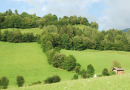 Feldgehölze gliedern die Landschaft und schaffen artenreiche Lebensräume. 