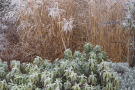 Salvia officinalis 'Icterina' und Panicum virgatum sind farblich ideal aufeinander abgestimmt.