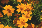 Tagetes tenuifolia schmeckt mandarinenartig und dient so als ungewöhnliche Würze in Süßspeisen.