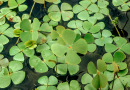 Eine „Rote Liste“-Art für Sumpf und Flachwasser ist der Kleefarn ([i]Marsilea quadrifolia[/i]). (Foto: W. Kircher)