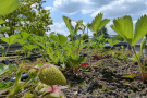 Erdbeeren bieten für die frische Ernte eine interessante Alternative auf dem Dach.