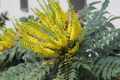 Die gelbblühende Mahonia x media 'Charity' ist ein Kleinod für wintermilde Standorte.