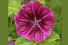 Gibt Tees eine kräftige Farbe: Malva sylvestris ssp. mauritiana.