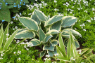 Veitshöchheimer Staudenmischungen Schattenkabinett Hosta, Galium und Brunnera