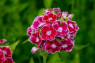 Ansaaten - Saatgutmischung Veitshöchheimer Duftwolke. Die Bartnelke Dianthus barbatus kann vom Frühsommer bis zum ersten Frost blühen.