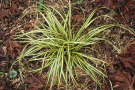 Carex oshimensis 'Evergold'.