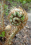 Im Frühjahr rollen die Farne ihre Wedel aus, wie hier im Bild der Goldschuppenfarn [i]Dryopteris affinis[/i].