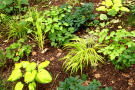  In der Mischung Schattengold überzeugen während der gesamten Vegetationszeit gelbgrüne Hosta ‘Stainded Glass‘ und Hakonechloa macra ‘Aureola‘ mit ihrer Leuchtkraft.