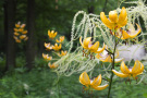 Veitshöchheimer Staudenmischungen Schattenjuwelen Lilium 