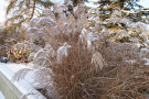 Standfeste Miscanthus sinensis-Sorten geben der Pflanzung auch im Winter Struktur. 