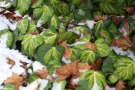 Hedera colchica 'Sulphur Heart' bringt Licht ins Wintergrau.