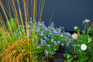 Staudenmischung Veitshöchheimer Goldsaum <i>Molinia</i> und <i>Aster</i>