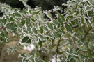 Ilex meserveae Winteraspekt