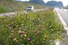 Pflegeleichte Versuchsmischung Mittelstreifenbegrünung an der Bundesautobahn A 7 bei Nesselwang.