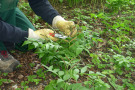 Die Entfernung der Samenstände beugt zu starker Versamung vor, hier bei Lathyrus vernus.