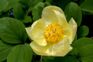 Staudenmischung Veitshöchheimer Goldsaum <i>Paeonia</i>