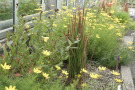 Imperata cylindrica 'Red Baron' mit Coreopsis verticillata.