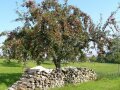 Apfelbaum auf einer fränkischen Streuobstwiese.