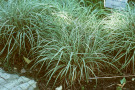 Carex ornithopoda 'Variegata'.