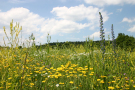 Blütenreiche Wildpflanzenmischung 2014.