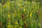 <i>Galium verum</i> in der Saatgutmischung Veitshöchheimer Duftwolke im 2. Standjahr.